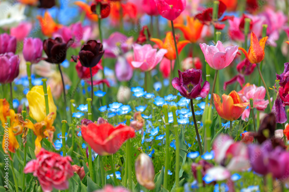 Fototapeta premium field of tulips
