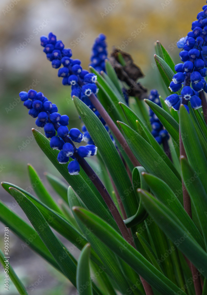 Beautiful blue flower named blue grape geacinth Beautiful blue flower named blue grape geacinth