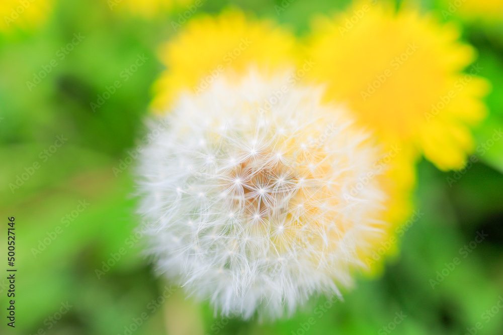 dandelion on green background dandelion on green background
