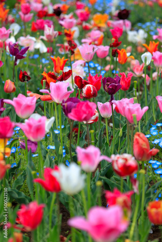 red and white tulips © 典成 遠山