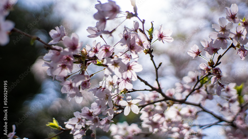 桜