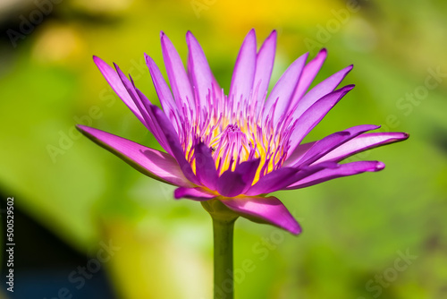 Close up asian lotus flower in water.