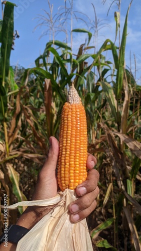 Ripe Corn Cobs are grasped in the Corn Field.