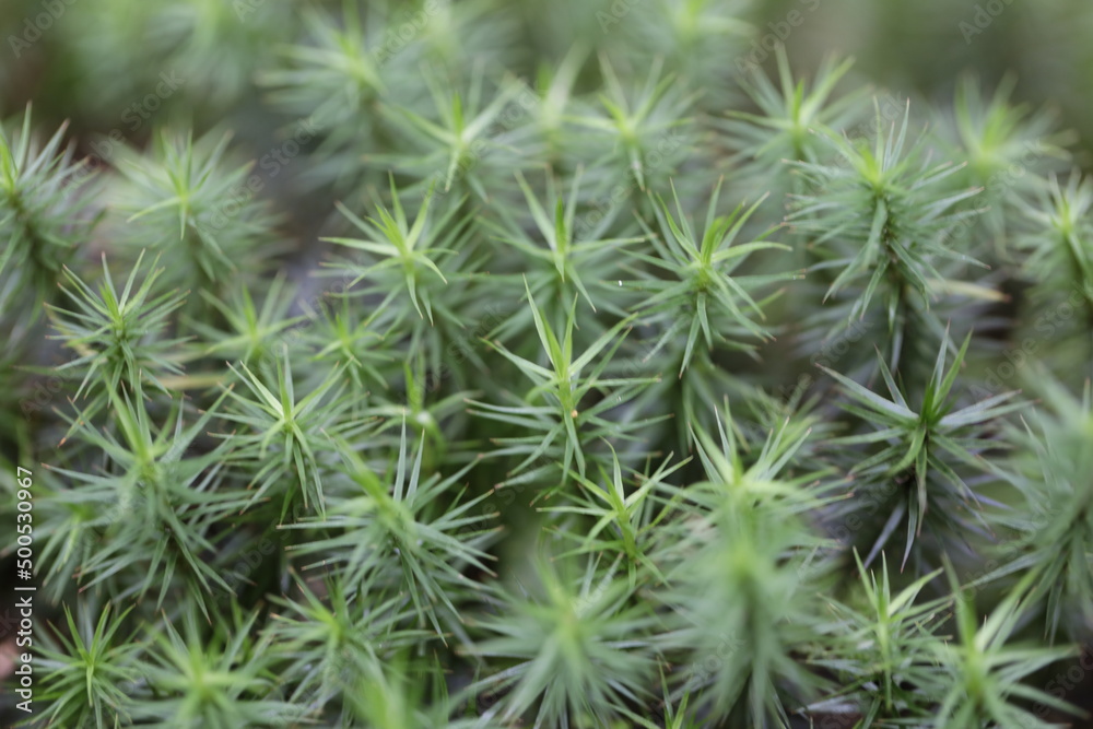 Cedar moss Cedar moss