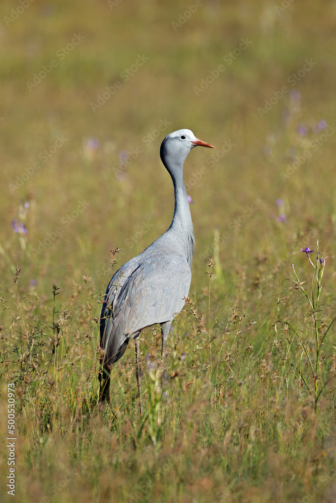 Obraz premium An endangered blue crane (Anthropoides paradisea) in grassland, South Africa.