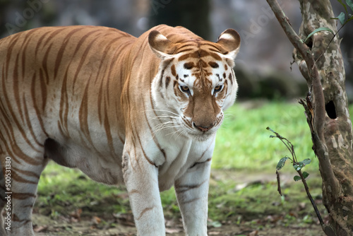 Close up photo of a white tiger