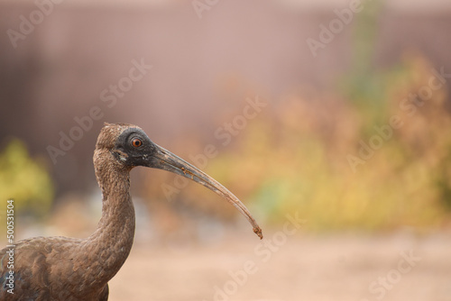 Closeup shot of brown ibis bird in India with long beak and brown eye