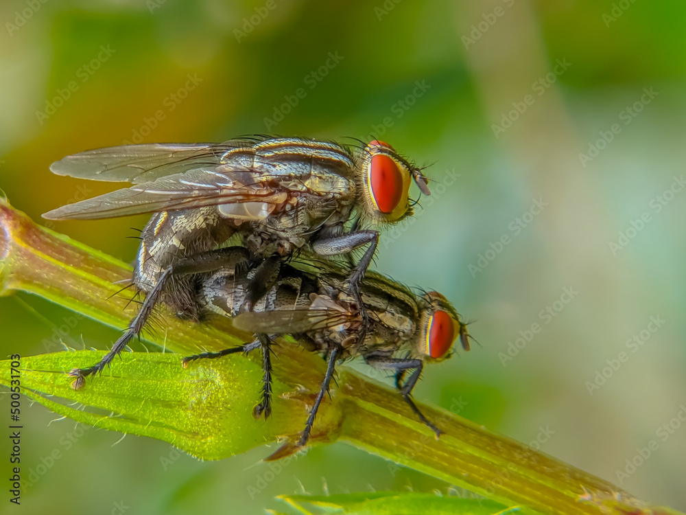fly on leaf mating. fly on leaf mating.