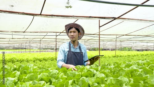 Wallpaper Mural 4K 50fps, Asian man owns a hydroponics vegetable farm that uses water for planting, checks the quality of vegetables grown on the farm before harvesting them for sale. Growing using non-toxic methods Torontodigital.ca