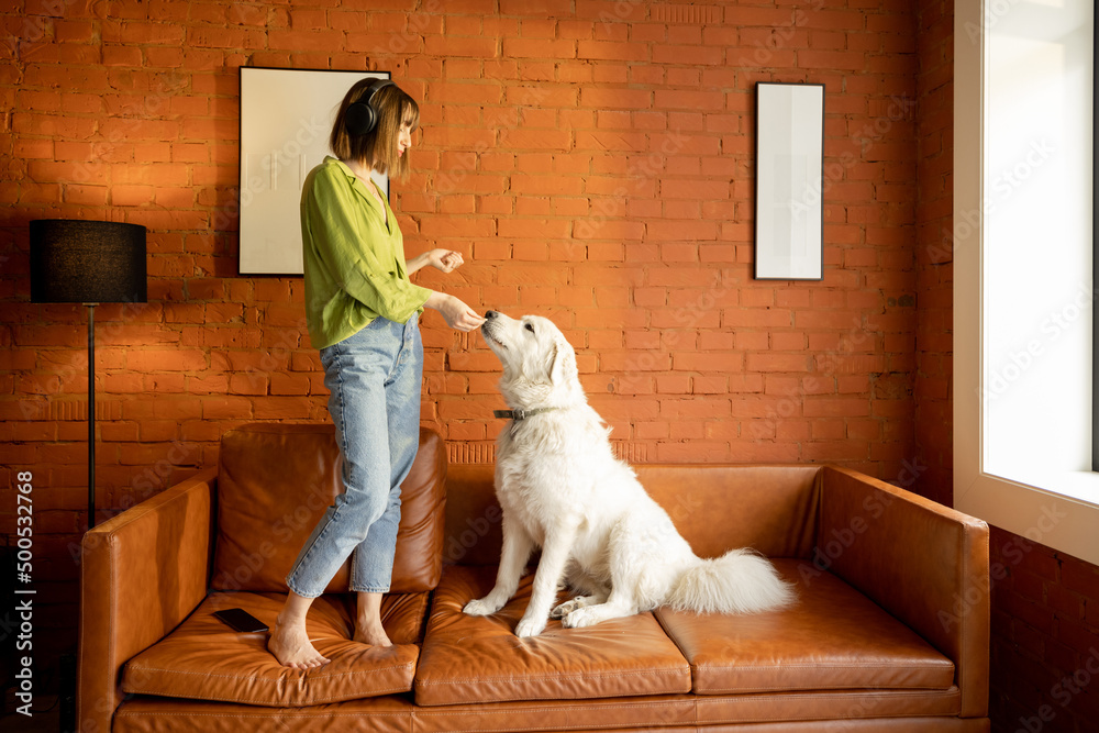 Young woman playing with her cute dog, happily spending time together on a couch indoors. Friendship with pets and leisure time at home Young woman playing with her cute dog, happily spending time together on a couch indoors. Friendship with pets and leisure time at home