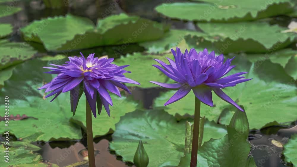 Water lily, or Nymphaéa, is a genus of aquatic plants of the Nymphaeaceae family, which includes about 50 species. Water lily, or Nymphaéa, is a genus of aquatic plants of the Nymphaeaceae family, which includes about 50 species.