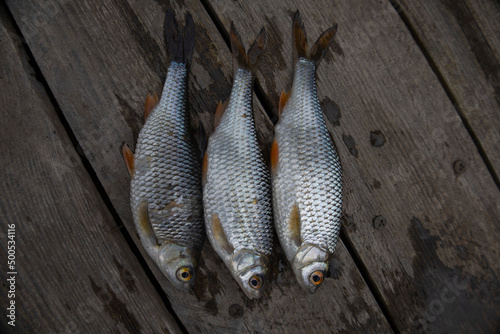 Roach fish on boards. Selective focus. photo