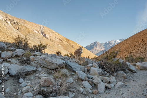 Horizontal shot of donkey looking backwards in valley at sunrise, Chile