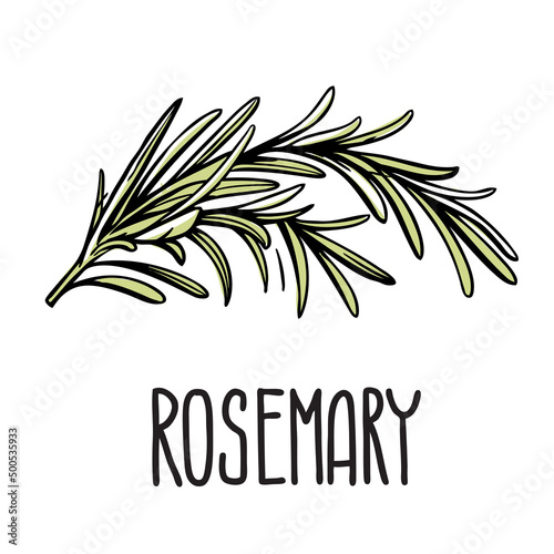 A green sprig of rosemary. Vector isolated illustration of grass on a white background with the inscription