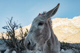 Close-up horizontal shot of donkey in valley at dawn, Chile