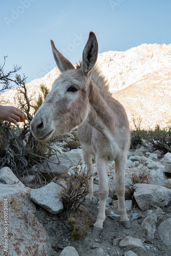 Vertical shot of donkey being fed in valley at dawn, Chile photo