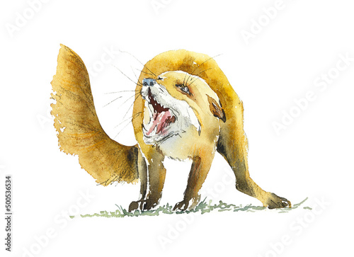 Fototapeta Naklejka Na Ścianę i Meble -  Frightened Fox. Wild Forest Inhabitan. Watercolor hand drawn illustration