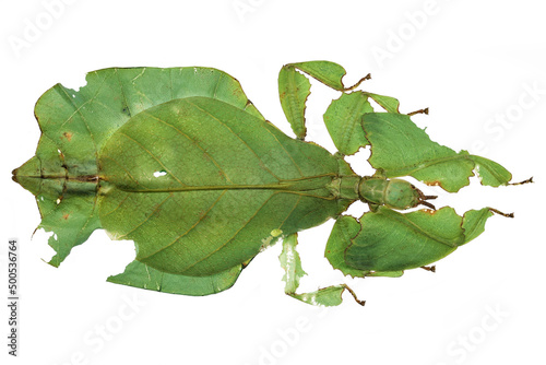 Gray's leaf insect (Pulchriphyllium bioculatum) isolated on white background photo