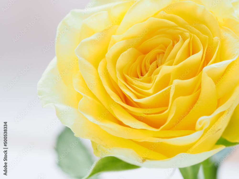 一輪の黄色いバラの花 一輪の黄色いバラの花