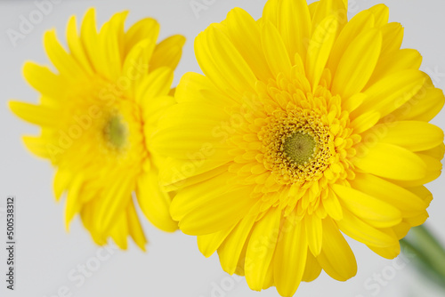 2輪の黄色いガーベラの花