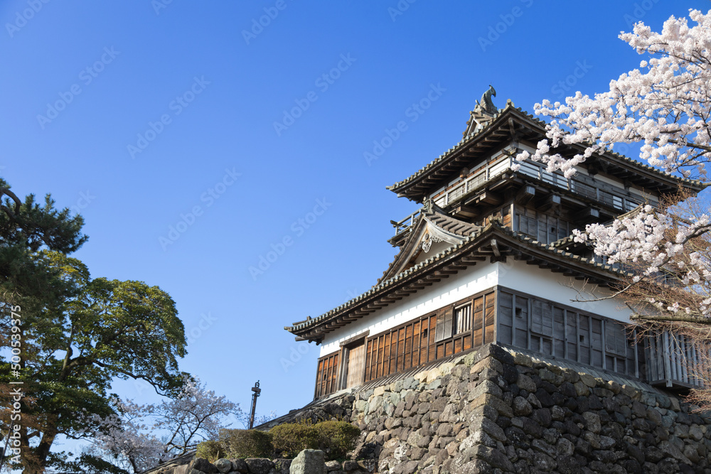 丸岡城の桜景色