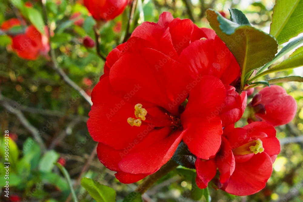 Nahaufnahme von wunderschönen roten Blüten der Zierquitte, Chaenomeles Japonica Nahaufnahme von wunderschönen roten Blüten der Zierquitte, Chaenomeles Japonica
