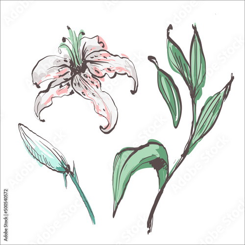 Lilies. Flowers, leaves hand drawn isolated on white background. Floral design elements