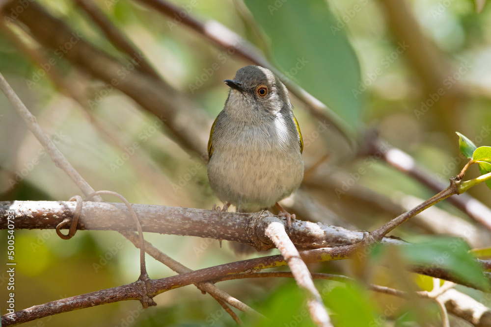 grey-backed camaroptera (Camaroptera brevicaudata) foraging in a shrub in Kenya. grey-backed camaroptera (Camaroptera brevicaudata) foraging in a shrub in Kenya.