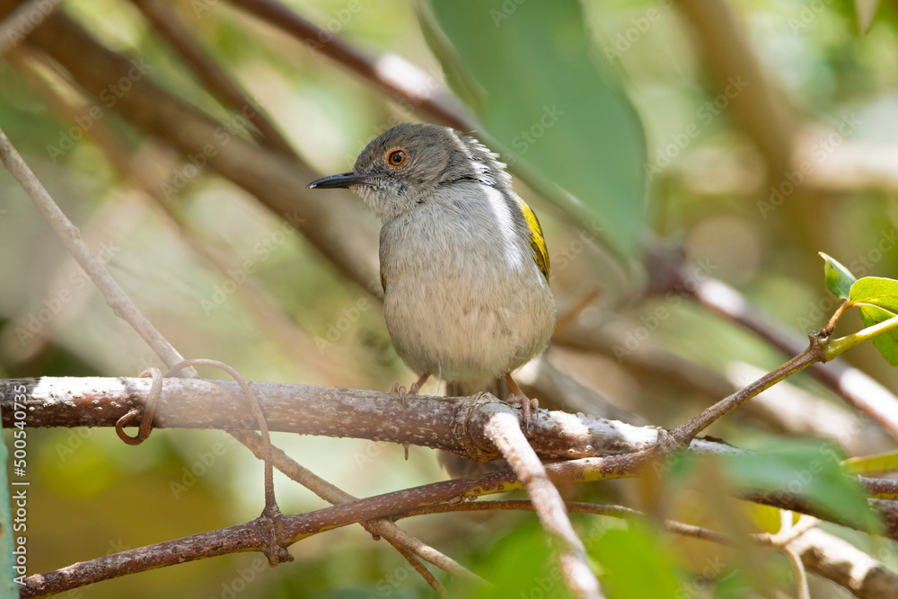 grey-backed camaroptera (Camaroptera brevicaudata) foraging in a shrub in Kenya. grey-backed camaroptera (Camaroptera brevicaudata) foraging in a shrub in Kenya.