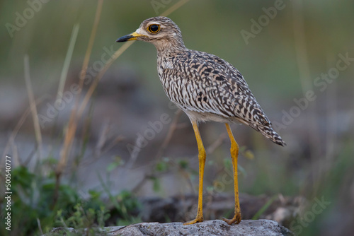 The spotted thick-knee (Burhinus capensis) foraging in the early morning in the savanna. photo