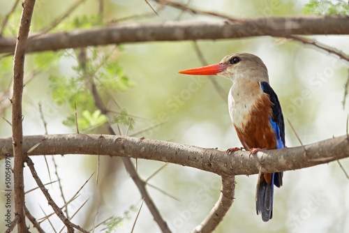 Canvastavla grey-headed kingfisher (Halcyon leucocephala) perched on a tree branch
