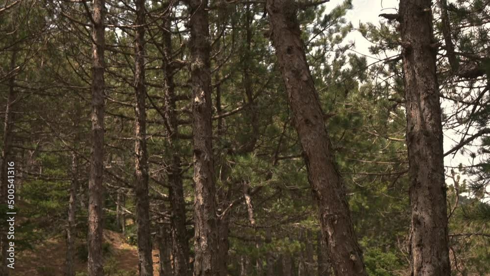 Tilt camera movement from fir trees to a doronicum orientale flower. Nature concept. Tilt camera movement from fir trees to a doronicum orientale flower. Nature concept.