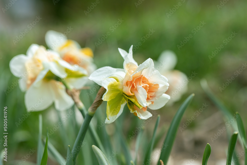 Side view of a double daffodil cultivar (Genus Narzissus) with a pink corona and white tepals. Side view of a double daffodil cultivar (Genus Narzissus) with a pink corona and white tepals.