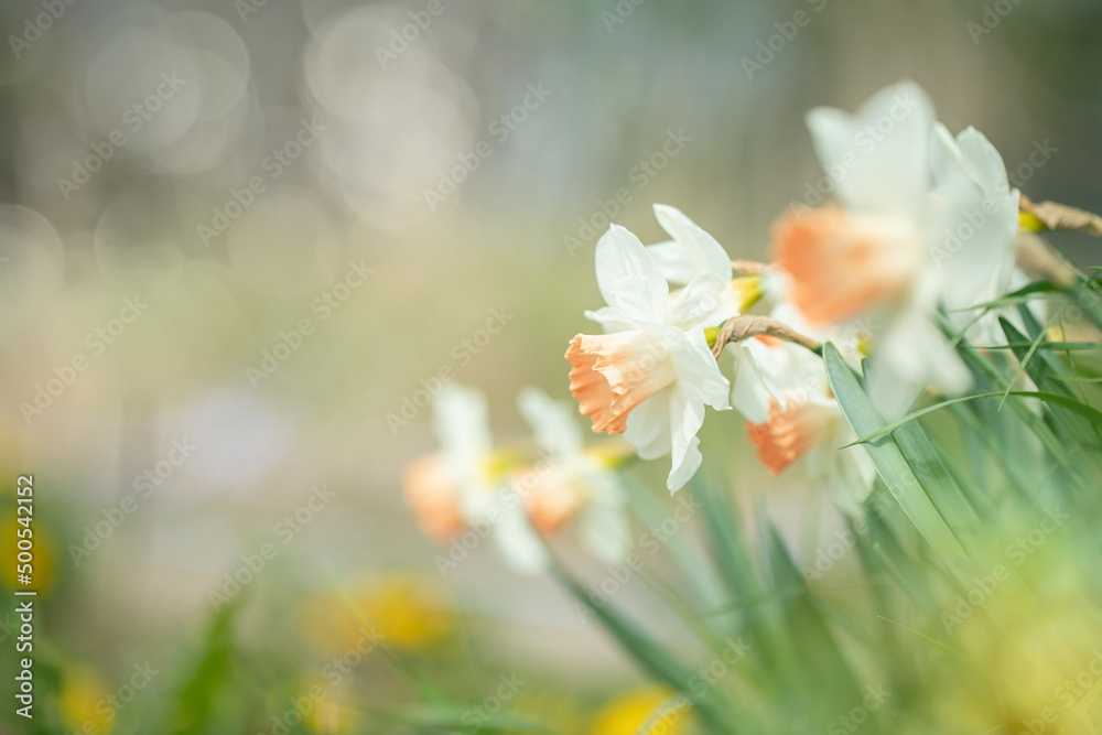 Fototapeta premium Closeup of large-cupped daffodils (Genus Narcissus) with white tepals and a pink corone. Copy space.