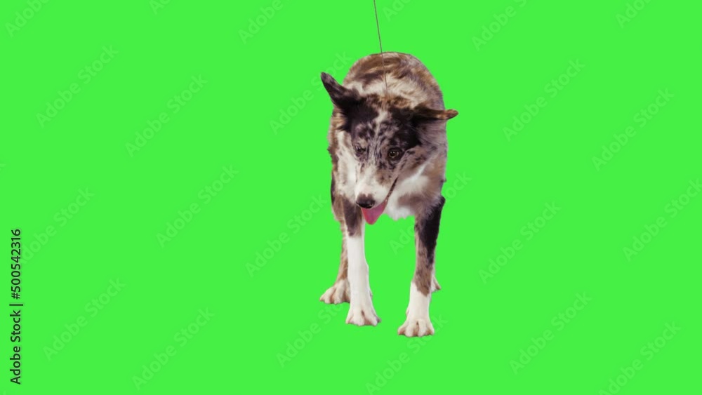 Border collie walking forward slowly on a Green Screen, Chroma Key ...