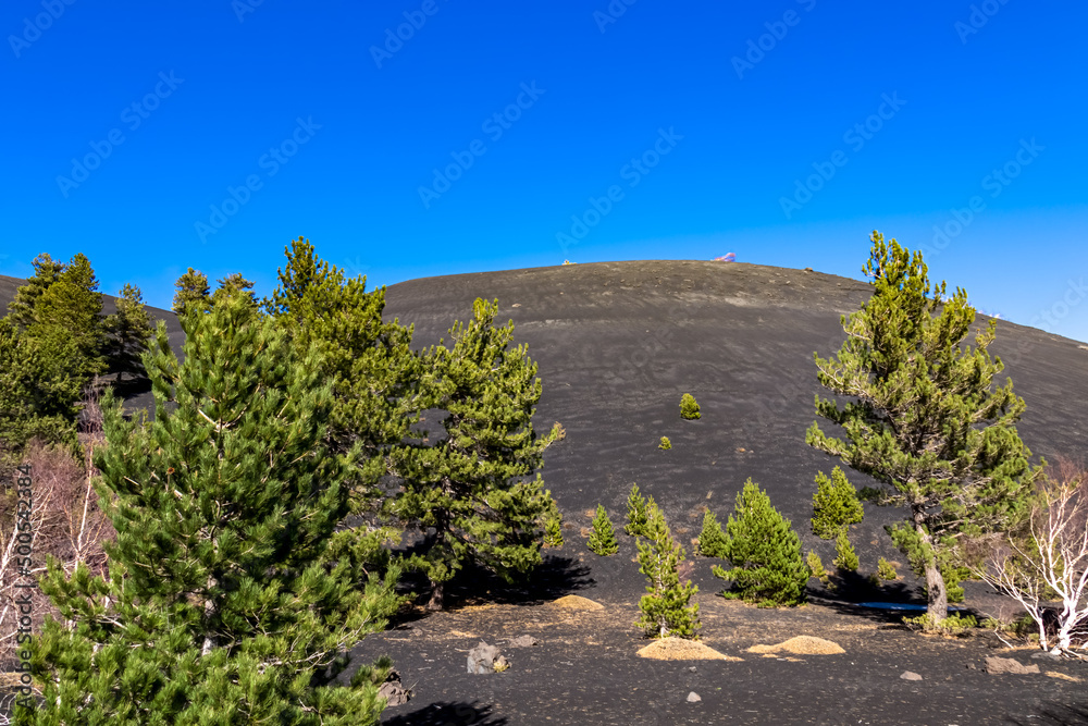 Pine trees growing on brown dark volcanic sand, bare terrain. Scenic view on volcano mount Etna, in Sicily, Italy, Europe. Solidified lava, ash and pumice on its crater slopes. Vegetation and flora
