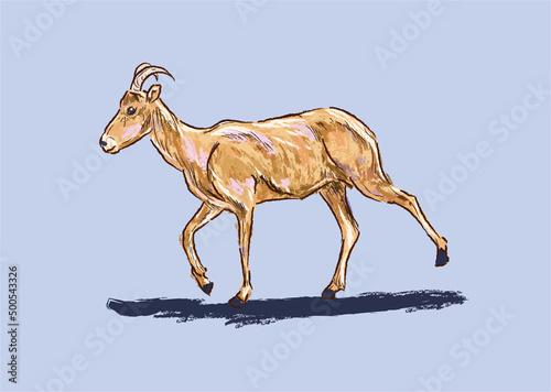 Isolated realistic brown bighorn sheep  Zion national park in digital painting illustration art design