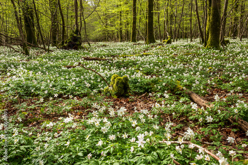 Carpets of spring Wood Anemones during April deep within Beckley woods on the High Weald in East Sussex south east England UK