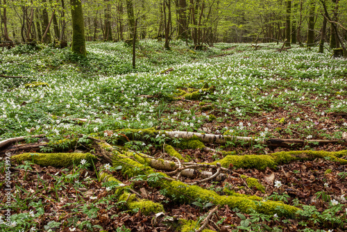 Carpets of spring Wood Anemones during April deep within Beckley woods on the High Weald in East Sussex south east England UK photo