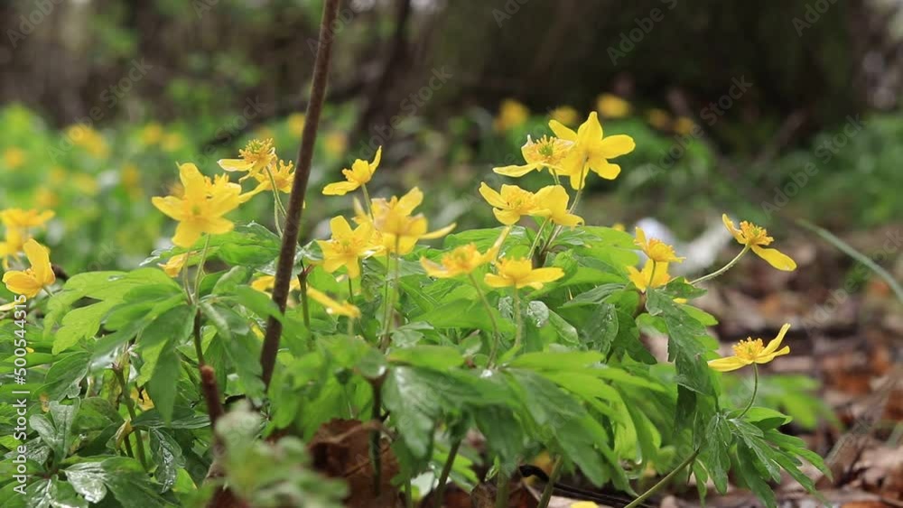 Yellow flowers in spring in the forest. Primroses. Selective focus. Yellow flowers in spring in the forest. Primroses. Selective focus.