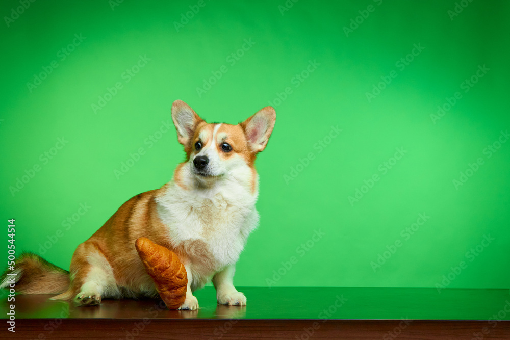 Welsh Corgi Pembroke looking at a treat with eyes wide open in a studio shot isolated against a green background. Funny dog face. Dog games. The concept of canine emotion.