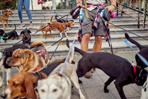 Foto Close up of a group of happy dogs led by dog walkers