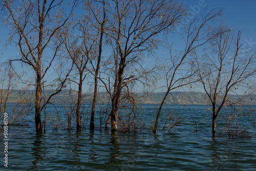 Spring flood on the Kinneret lake photo