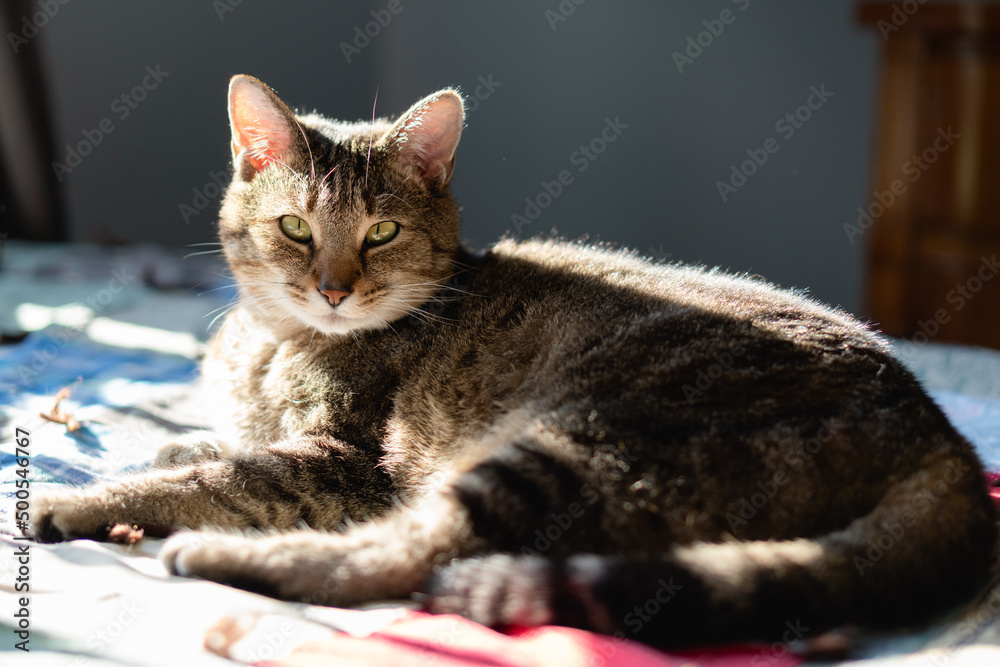 A beautiful cat lies on a bed. Portrait of a tabby cat.