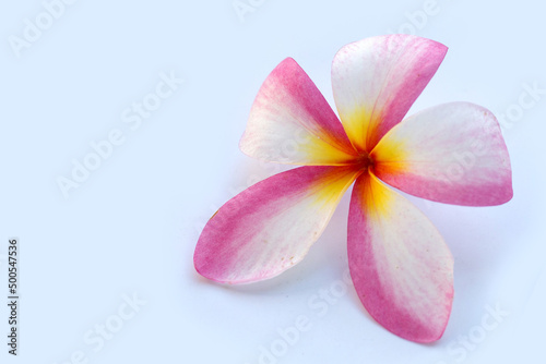 Plumeria flower on white background.