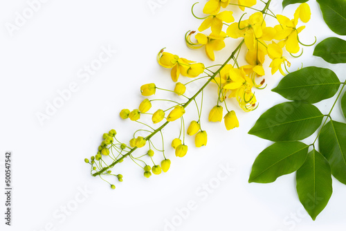 Golden shower or cassia fistula flower on white background. photo