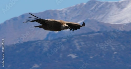 Griffon vulture flying over the Verdon Gorge, Alpes de Haute Provence, France photo