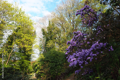 stunning nature landscape with purple rhododendron bush and trees 