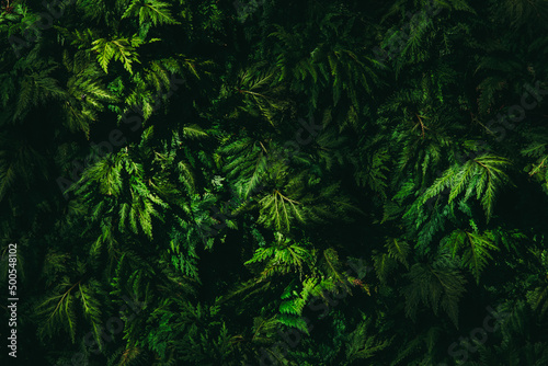 Fototapeta Naklejka Na Ścianę i Meble -  Fern leaf or green leaf in dark forest tone. for nature background textured.