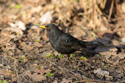 blackbird portrait in spring